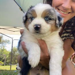 Mint Chip - Blue merle male Miniature Australian Shepherd puppy in Sonora, California from Quarle Ranch Mini Aussies