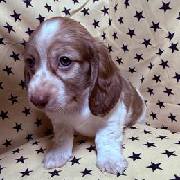 August - Sable male Dachshund puppy in Somerset, Pennsylvania from Rae’s Dapper Dachshunds