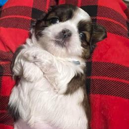 Lt Blue - Grace - Brindle and white female Shih Tzu puppy in Mays Landing, New Jersey from Fancy Paws Shorkies & Shih Tzus