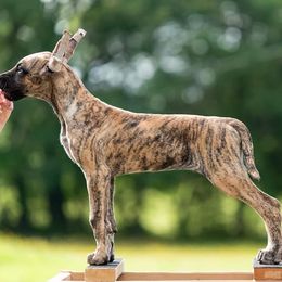 Great Dane Puppies from Legado Danes