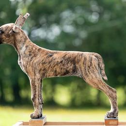 Great Dane Puppies from Legado Danes