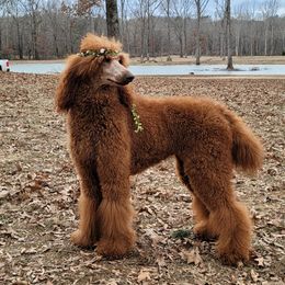 Ginger - Poodle
