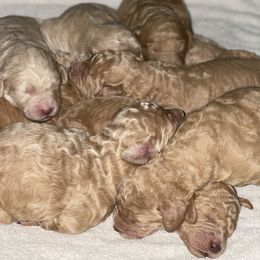 Goldendoodle and Labradoodle Puppies from Jessica Henry