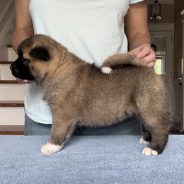 Boy 2 - Akita puppy in Coopersburg, Pennsylvania from Main Street Akitas