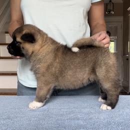 Boy 2 - Akita puppy in Coopersburg, Pennsylvania from Main Street Akitas