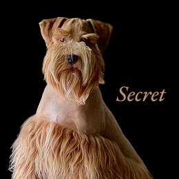 Secret - Miniature Schnauzer