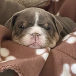 Bulldog Puppies from Bougie Bullies & Birds LLC
