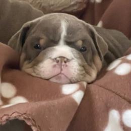 Bulldog Puppies from Bougie Bullies & Birds LLC