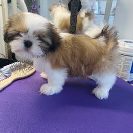 Northstars Map of the Heart Iris - Gold and white female Shih Tzu puppy in Paso Robles, California from Northstar Shih Tzu