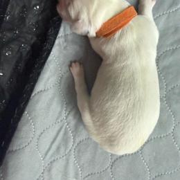 Mickey - White and black male Dalmatian puppy in San Antonio, Texas from Salermo’s farm