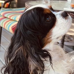 Lolo - Cavalier King Charles Spaniel