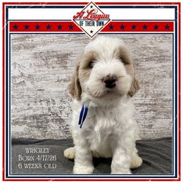 Wrigley - Parti male Goldendoodle puppy in North Conway, New Hampshire from Arbor Grace Doodles