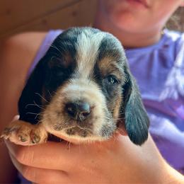 Male 1 - Black brown and white male Basset Hound puppy in Lindley, New York from Hill Top Basset Hounds & Cane Corso