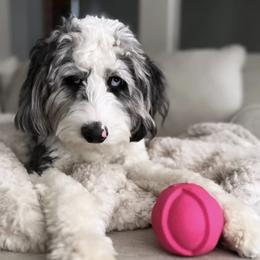 Aussiedoodle and Australian Shepherd Puppies from Junipersdoodles