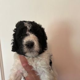 Red Collar - Parti male Pyredoodle puppy in Sand Springs, Oklahoma from Kiki’s Farm