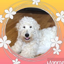 Monroe - Goldendoodle