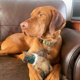 Scout - Vizsla
