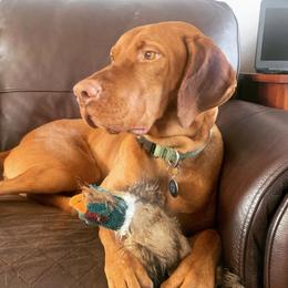 Scout - Vizsla