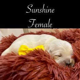 Sunshine - Golden Retriever puppy from Mayflower Goldens