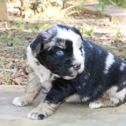 Vera - Blue merle female Australian Shepherd puppy in Macon, Georgia from Shaina’s Shepherds