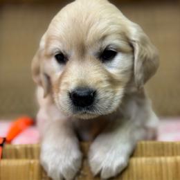 Miss Orange - Golden female Golden Retriever puppy in Tonasket, Washington from Denzil’s Goldens