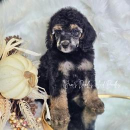 Paris - Phantom female Poodle puppy in Cleveland, Georgia from Jam's Doodles And Poodles