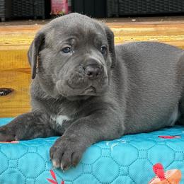 Miracle City Pink - Gray female Cane Corso puppy in Conroe, Texas from Miracle City