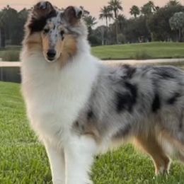 Trixie - Collie