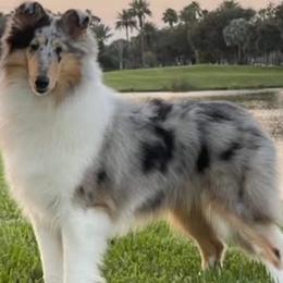Trixie - Collie