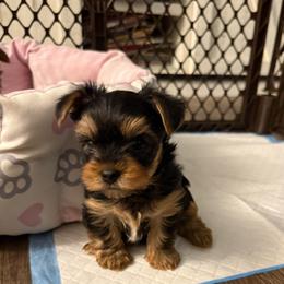 Shaggy - Black and tan male Yorkshire Terrier puppy in Olathe, Kansas from Sundays Yorkies