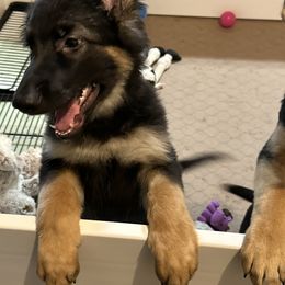 German Shepherd Puppies from Devon Rugerio's German Shepherds