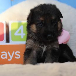 German Shepherd Puppies from Broward Shepherds