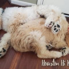 Goldendoodles from Houston Hi Doodles