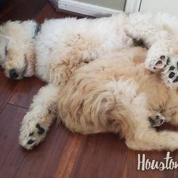 Goldendoodles from Houston Hi Doodles