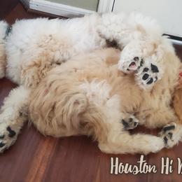 Goldendoodles from Houston Hi Doodles