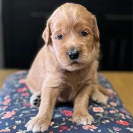 Bashful-Yellow - Apricot male Goldendoodle puppy in Bay City, Texas from Charming Doods Goldendoodles