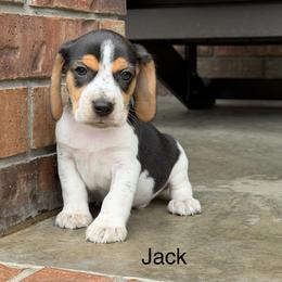 Jack - Black tan and bluetick male Beagle puppy in Mansfield, Missouri from Rippee Creek Kennel