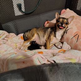 Baby Boy 3- Available for Deposit 12-31-2025 - Black sabled fawn male Chihuahua puppy in Weatherford, Texas from Small and Mighty Chihuahuas