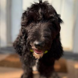 Loki - Black male Double Doodle puppy in Mineola, Texas from ETX Dandy Doodle