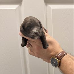 Bear - Brown female Bernedoodle puppy in Raleigh, North Carolina from Crabtree Doodles