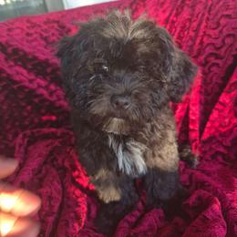 Sapphire - female Companion Cross puppy in Richmond, Texas from Marcia Hamlet
