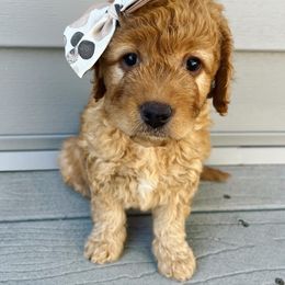 Goldendoodle Puppies from Millie Billie Doodles