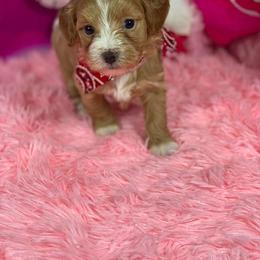 Prince - White and tan male Morkie puppy in Davie, Florida from Sweet Peluditos