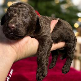 ❤️Tabit❤️ - Poodle puppy from The Olympus Standard Poodle
