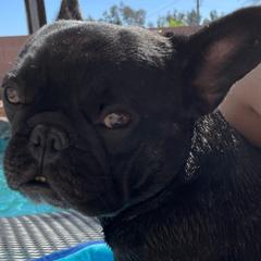 French Bulldogs from Cabry French Bulldogs