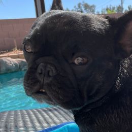French Bulldogs from Cabry French Bulldogs