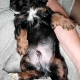 Gus - Black white and tan Cockapoo puppy in Mena, Arkansas from Ouachita River Cockapoos