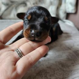Twinkle - Black and rust female Doberman Pinscher puppy in Robinson, Pennsylvania from Makkr Ridge Dobermans LLC