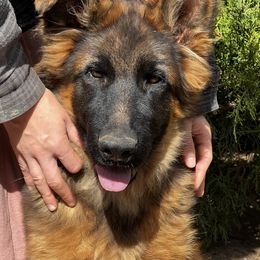 MAC and Cheese - Black and red male German Shepherd puppy in Anza, California from Top Shepherd & French bulldog kennel
