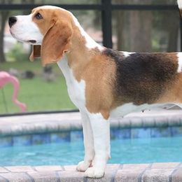 Beagles from BEARs Beagles